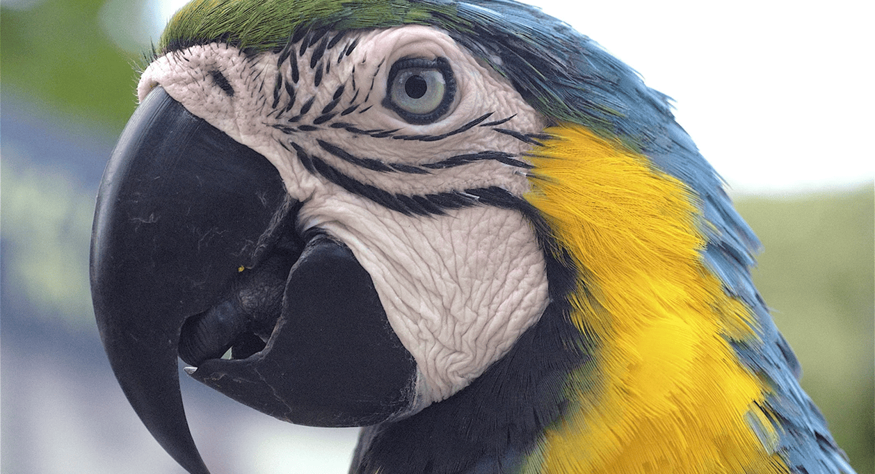 Alimentación Saludable para Loros Claves para su Bienestar