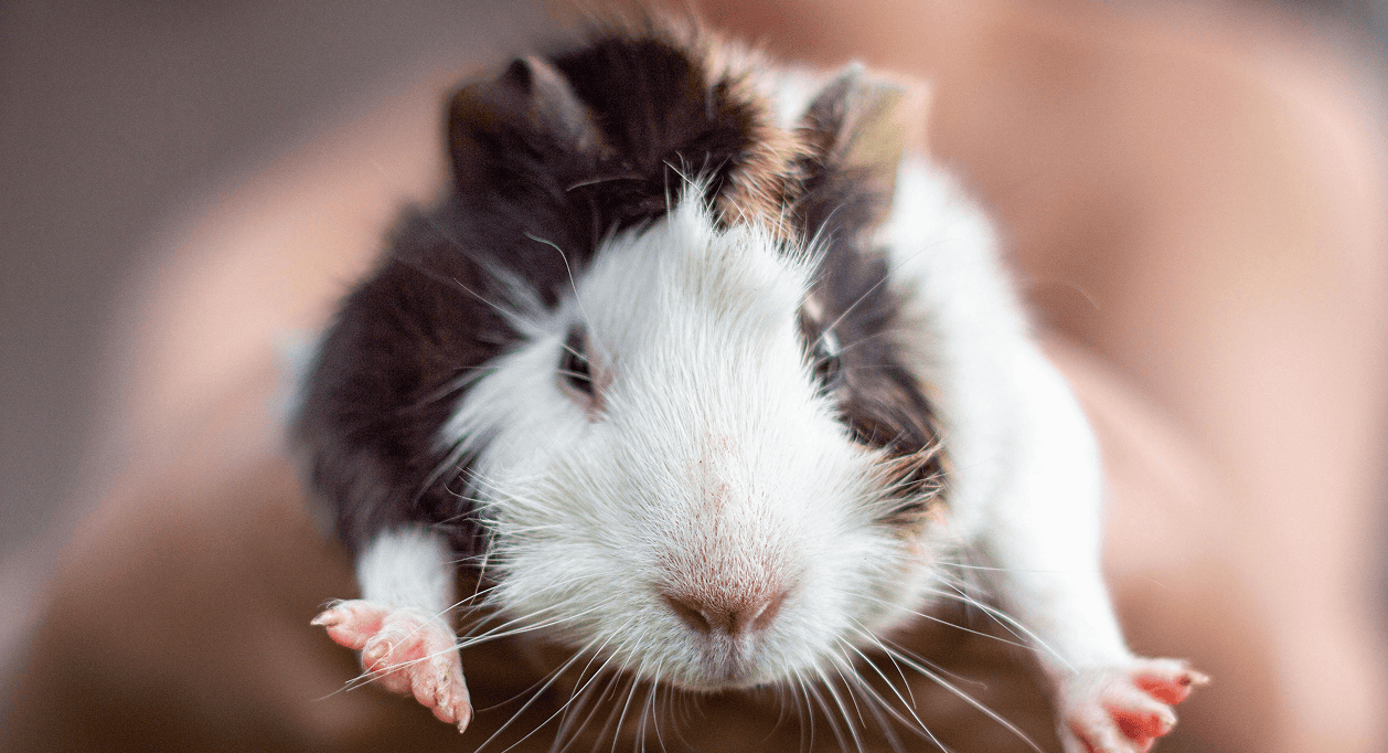 Cobayas de la experimentación a la protección en nuestro zoológico