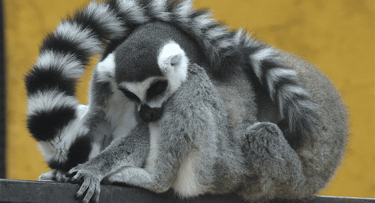 Estado de conservación de los lémures de cola anillada