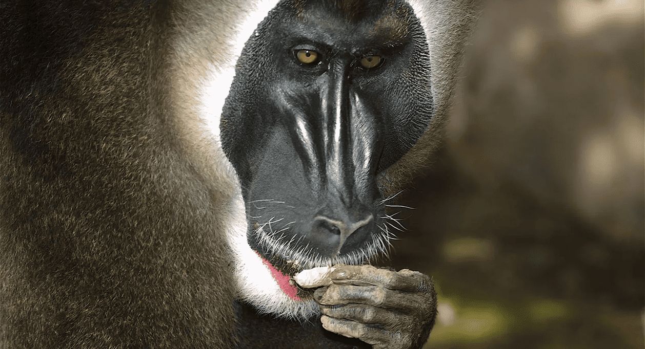 Fallecimiento de Balombe