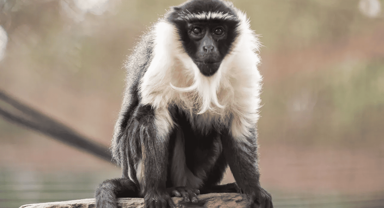 La importancia de los zoológicos en la conservación de especies amenazadas