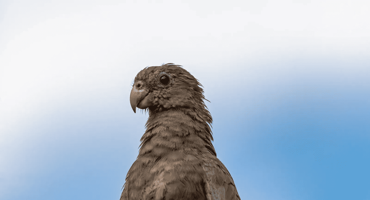 Loro vasa (Coracopsis vasa) Un sistema de apareamiento inusual