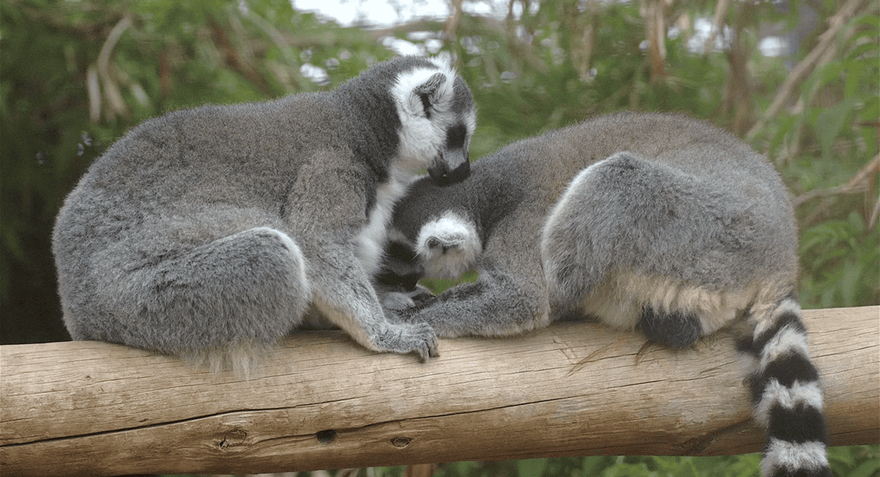 Protección y prevención del Tétanos un compromiso firme en Monkey Park