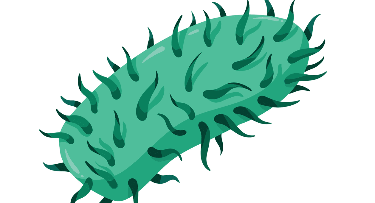 Seguridad y prevención de la Rabia