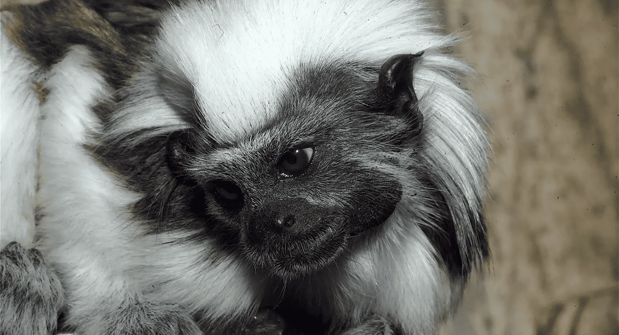 Vidas salvajes en peligro