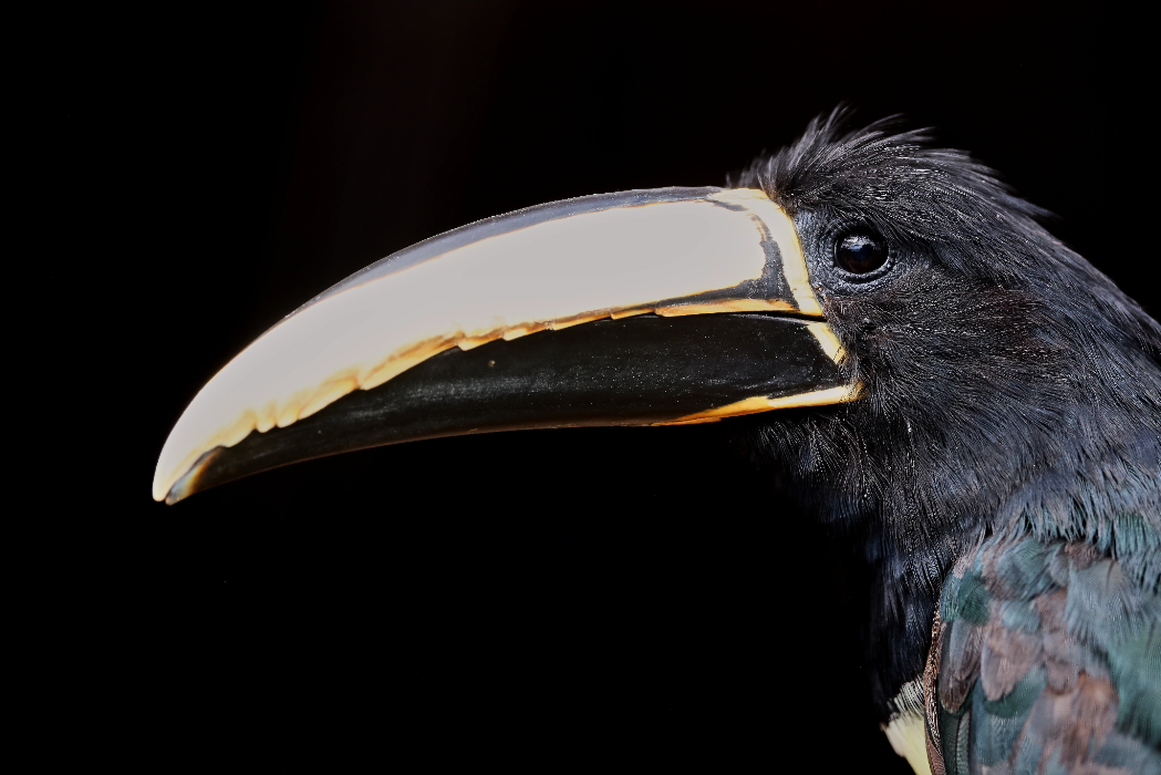 animal-arasari-cuellinegro-slide