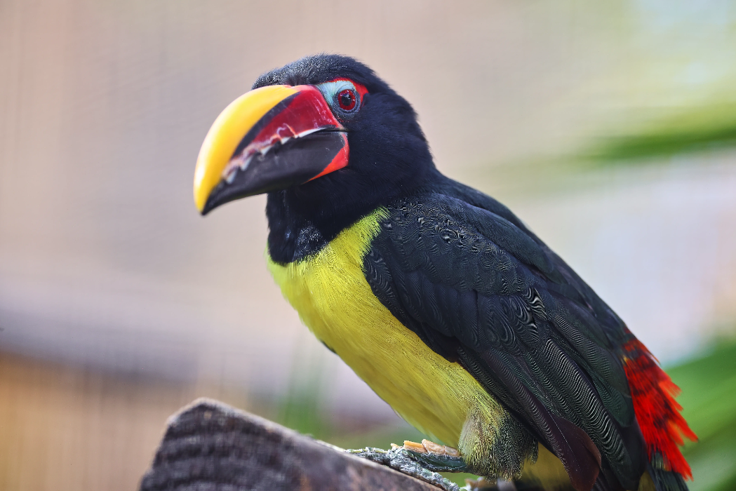 animal-arasari-verde-slide-1