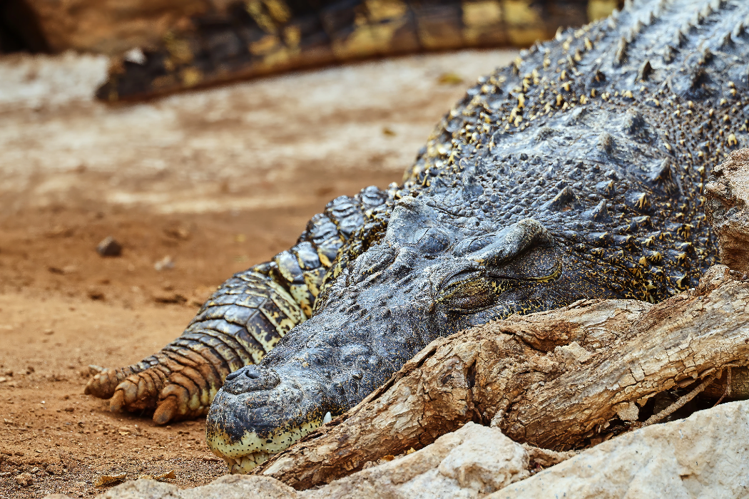 animal-cocodrilo-cubano-slide