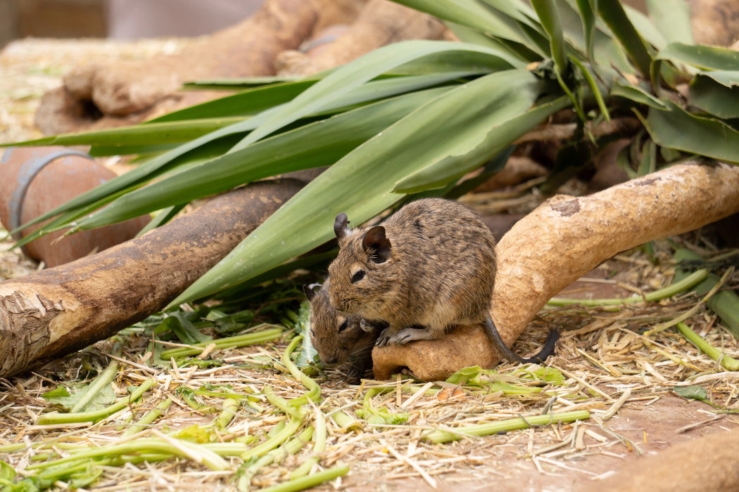 animal-degu-slide
