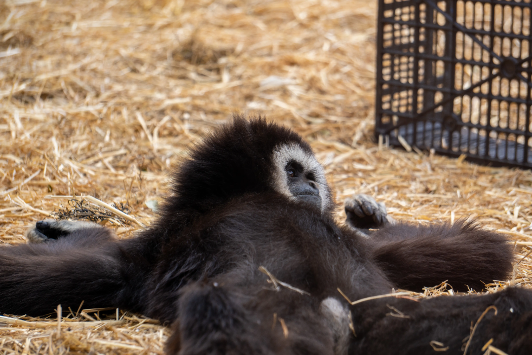 animal-gibon-slide-1