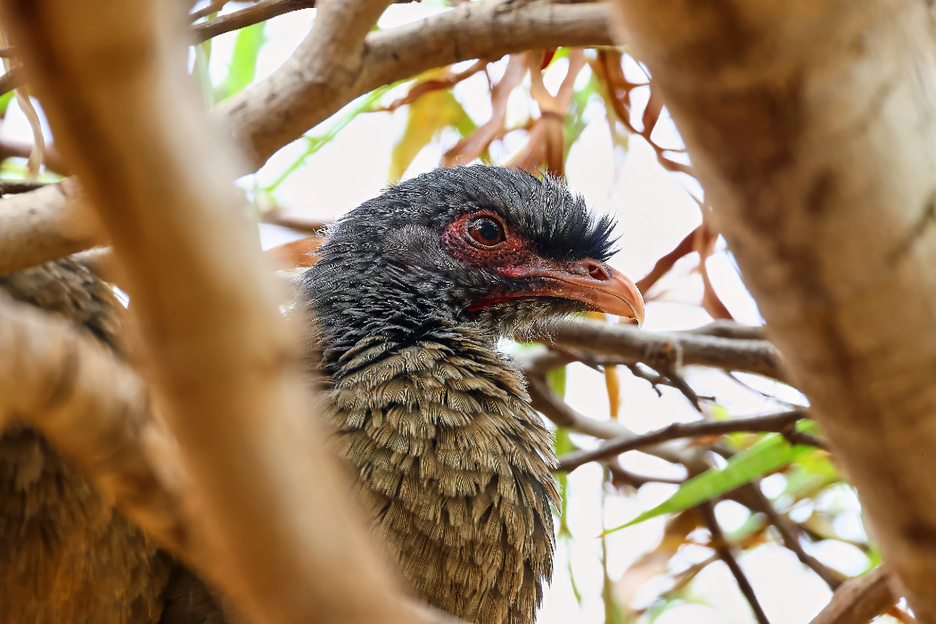 animal-guacharaca-slide-2