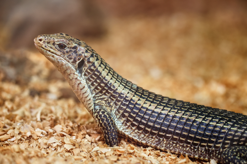 animal-lagarto-acorazado-slide