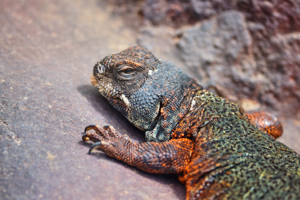 animal-lagarto-cola-espinosa-slide-1