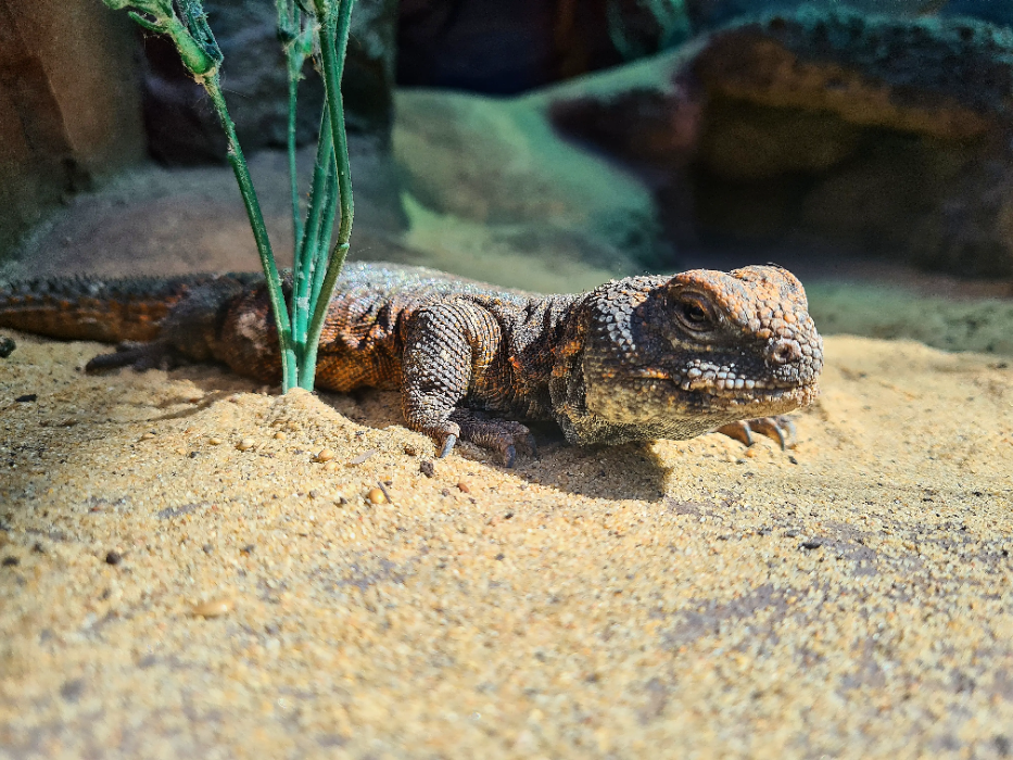 animal-largarto-cola-espinosa