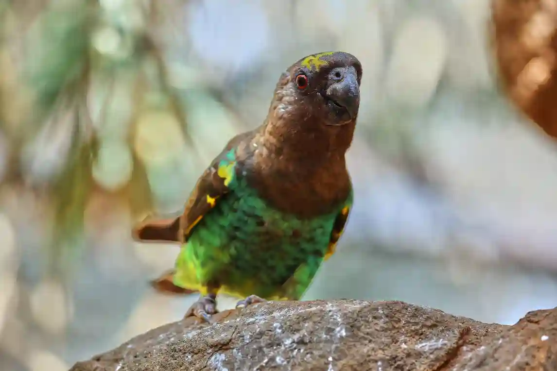 animal-meyer-slide-1