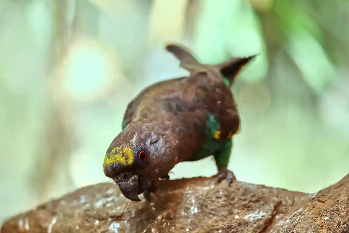 animal-meyer-slide-2