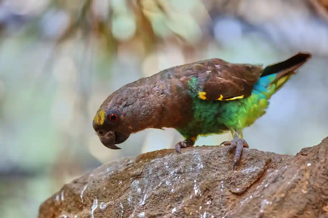 animal-meyer-slide-3