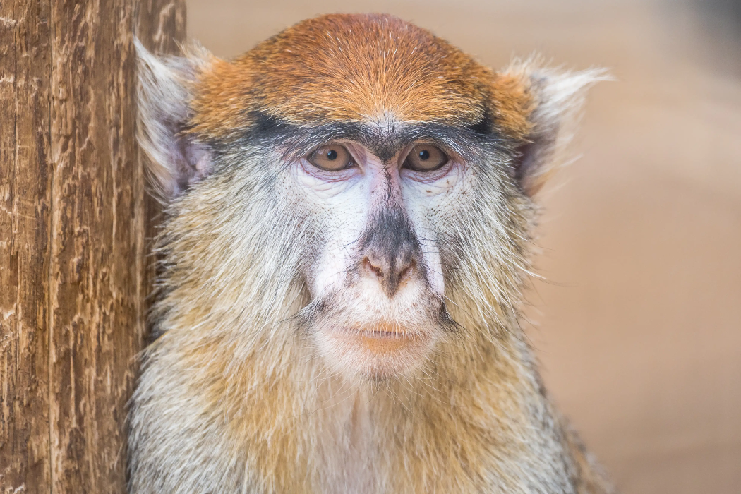 animal-mono-pata-slide-2