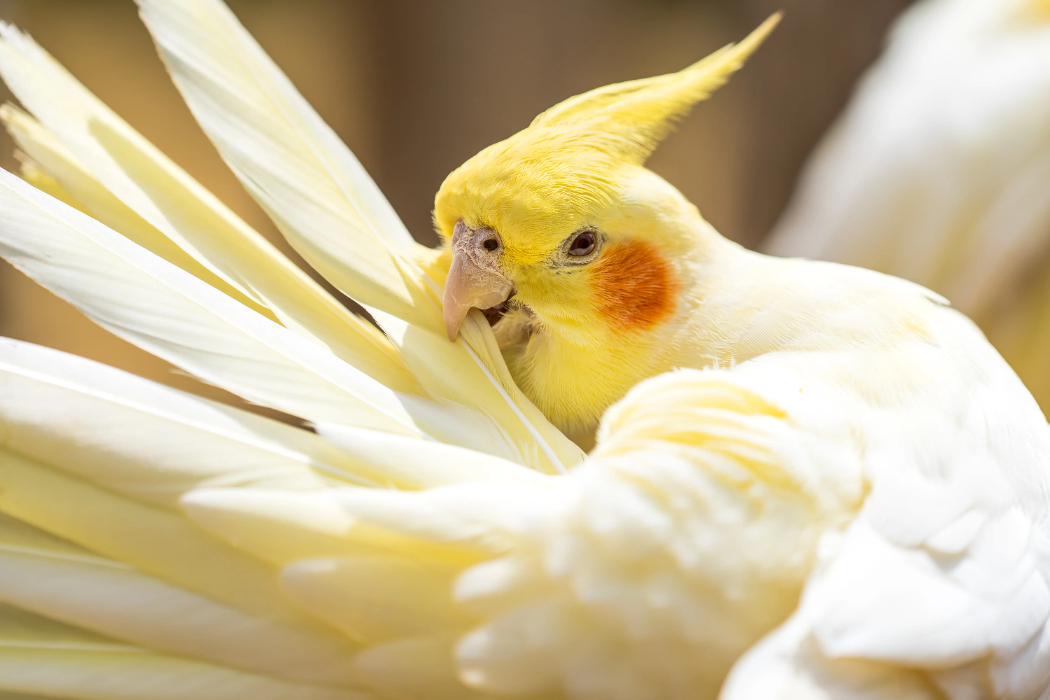 animal-ninfa-slide-1