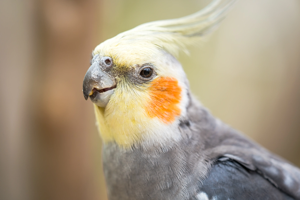 animal-ninfa-slide-2