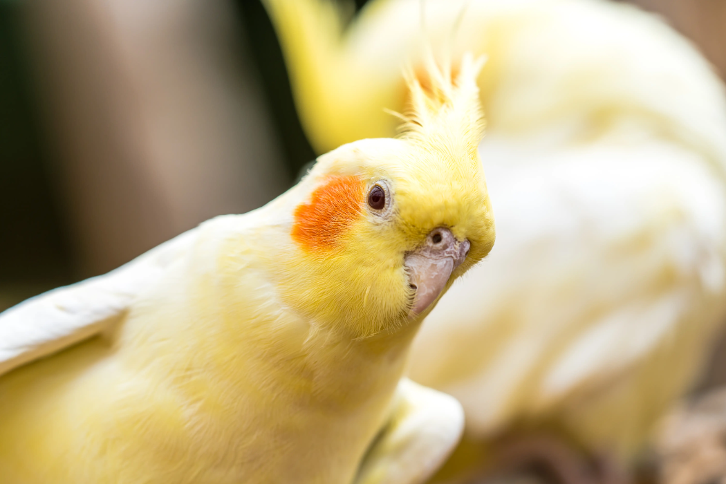 animal-ninfa-slide-3