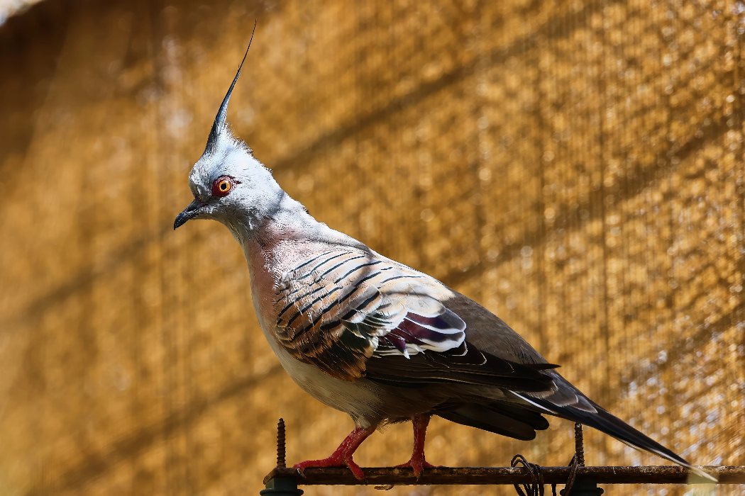 animal-paloma-crestada-slide-1