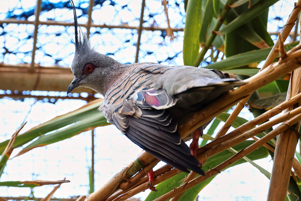 animal-paloma-crestada-slide-2