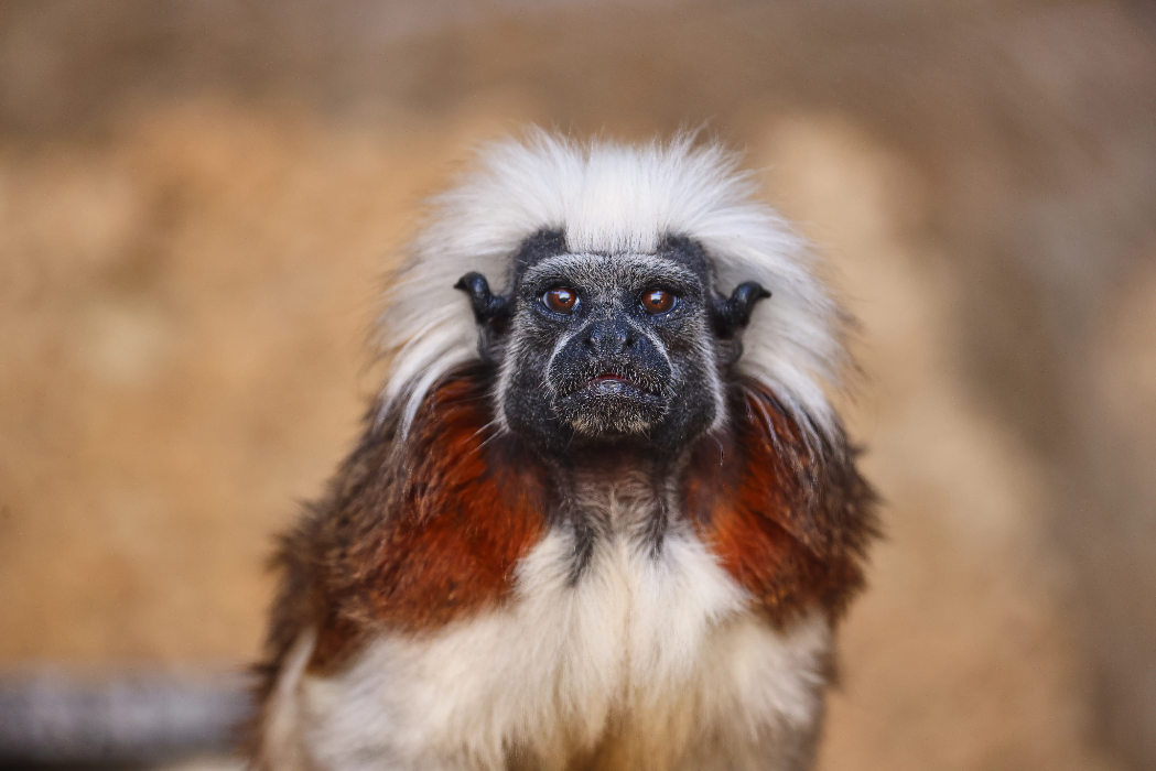 animal-titi-cabeza-de-algodon-slide