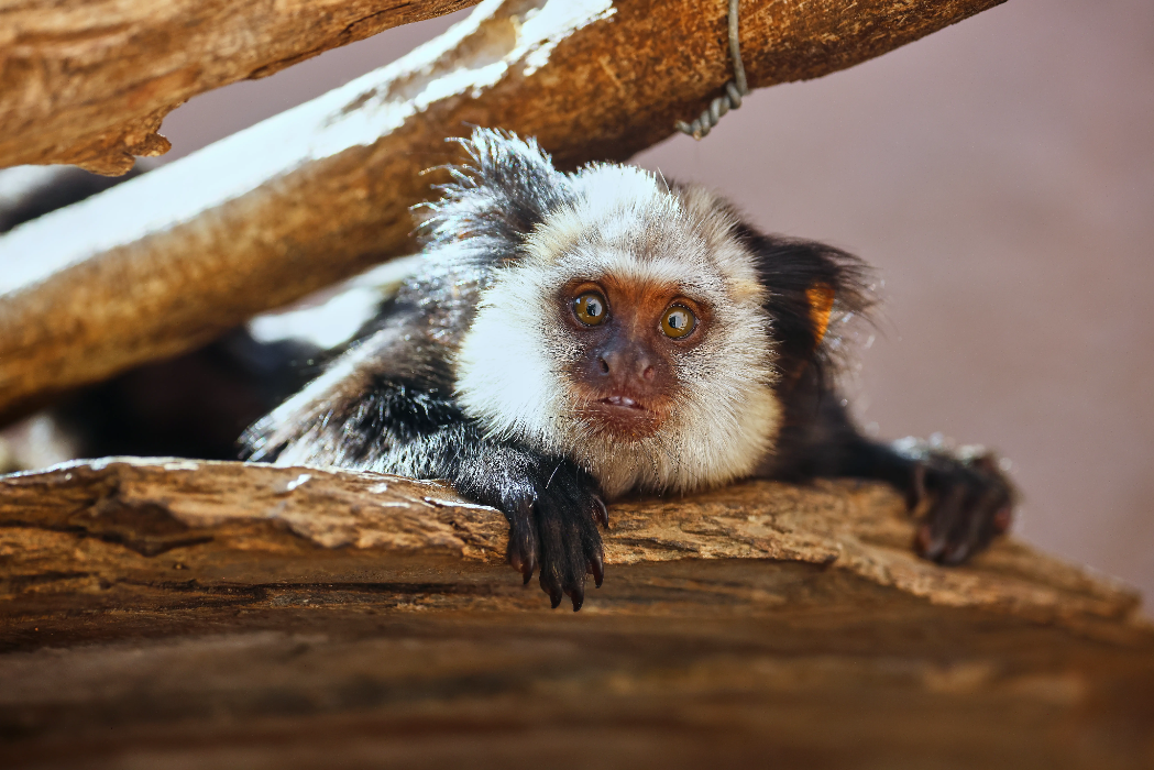 animal-titi-carablanca-slide