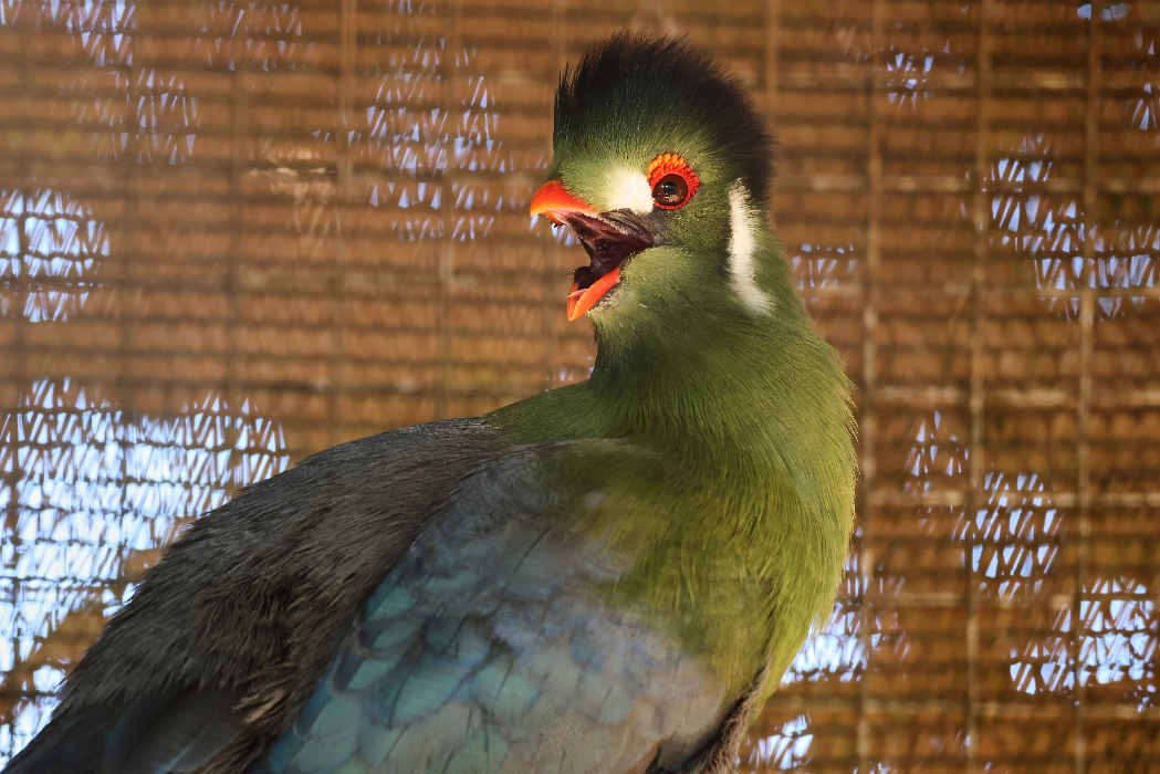 animal-turaco-cariblanco-slide