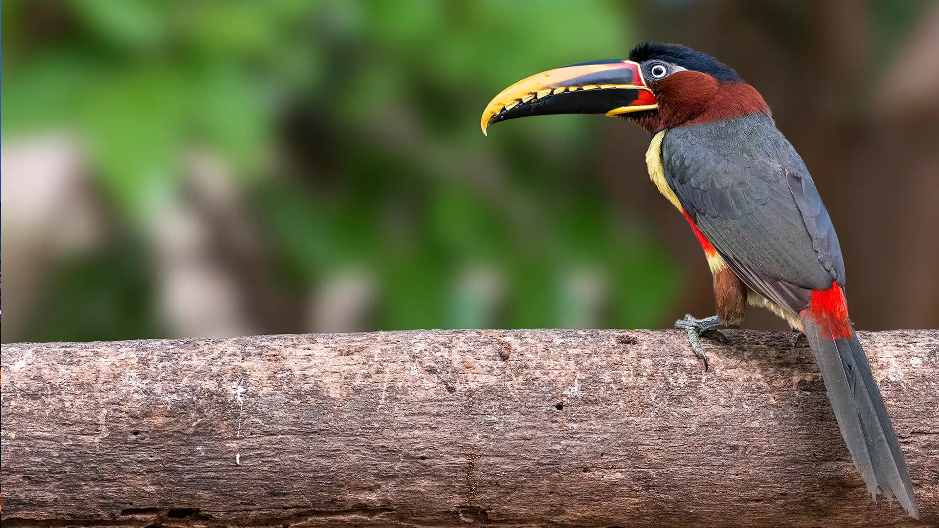 animal-arasari-castano-slide-2