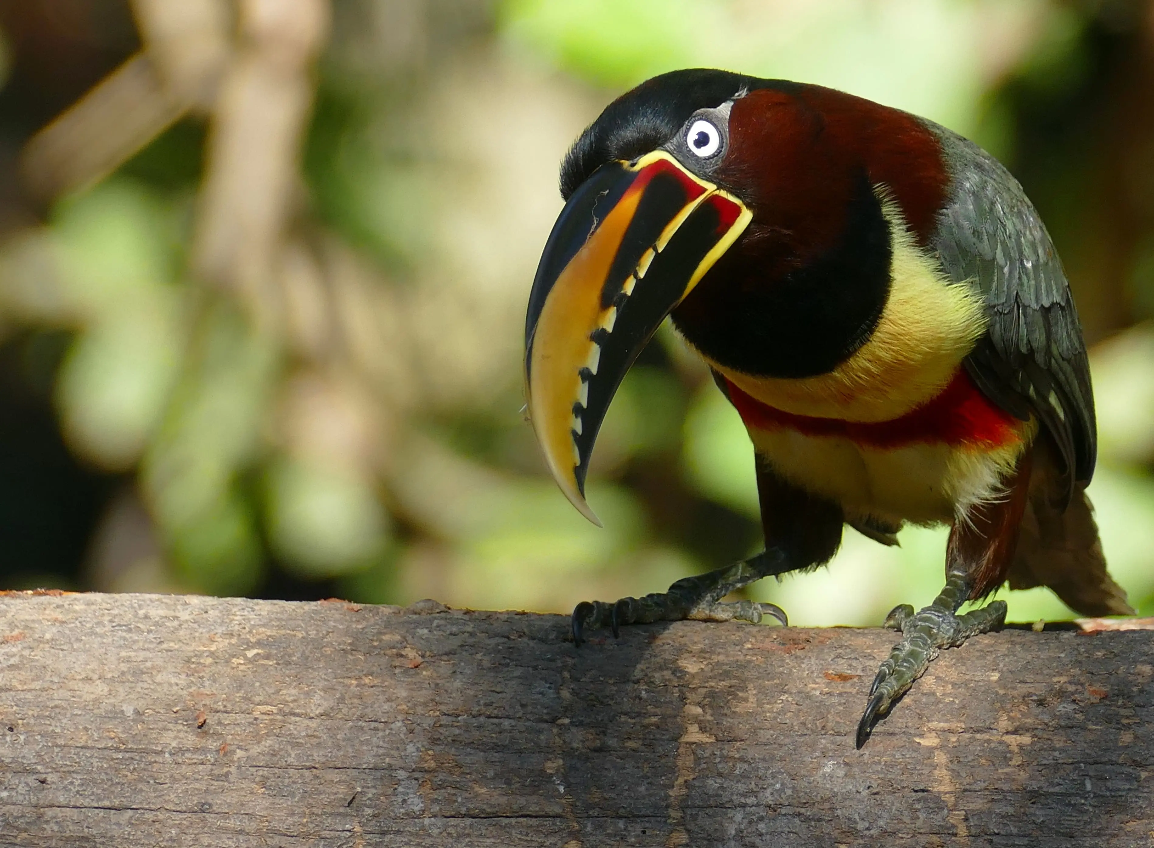 animal-arasari-castano-slide-1