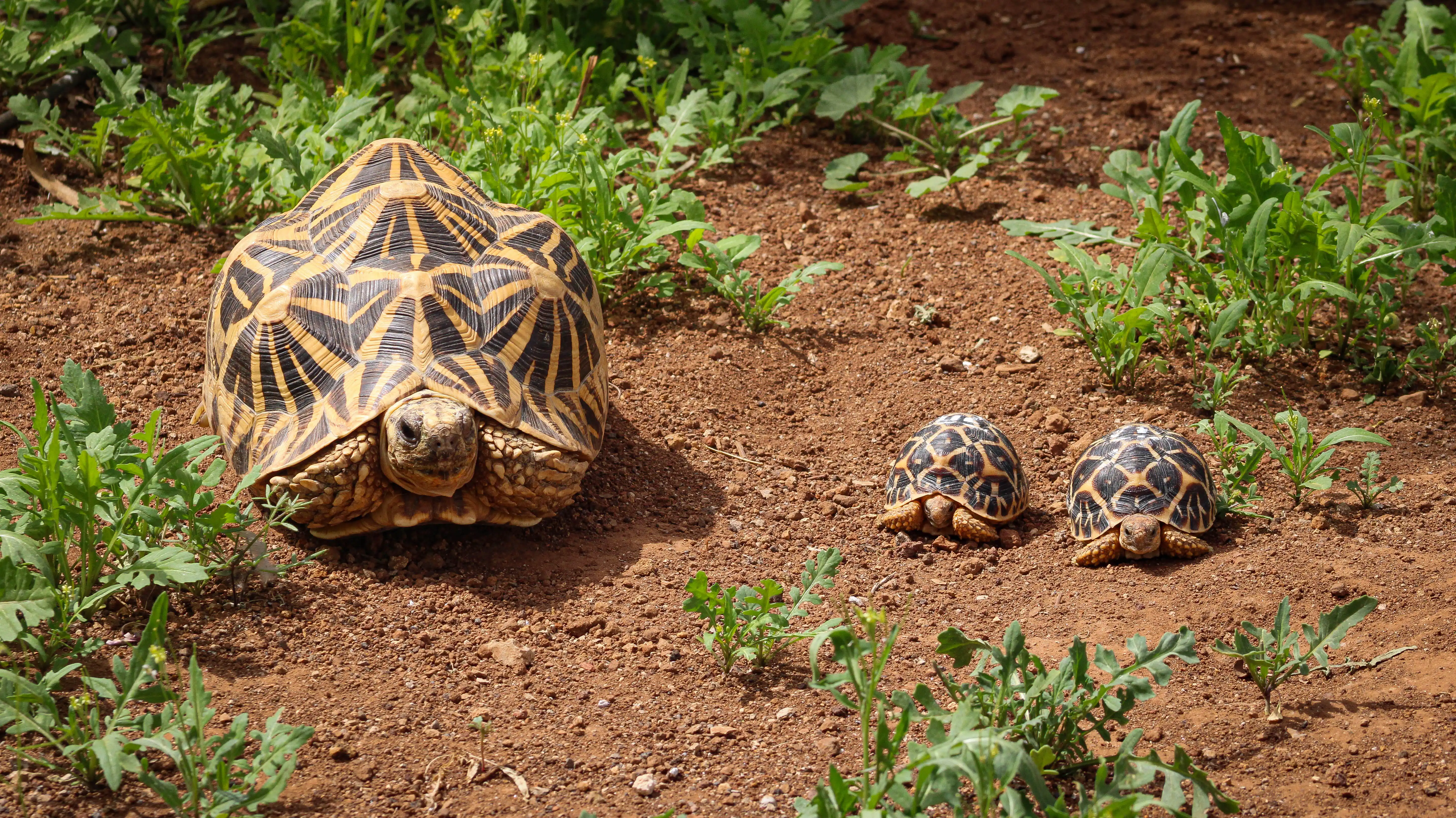 animal-tortuga-estrellada-slide-1