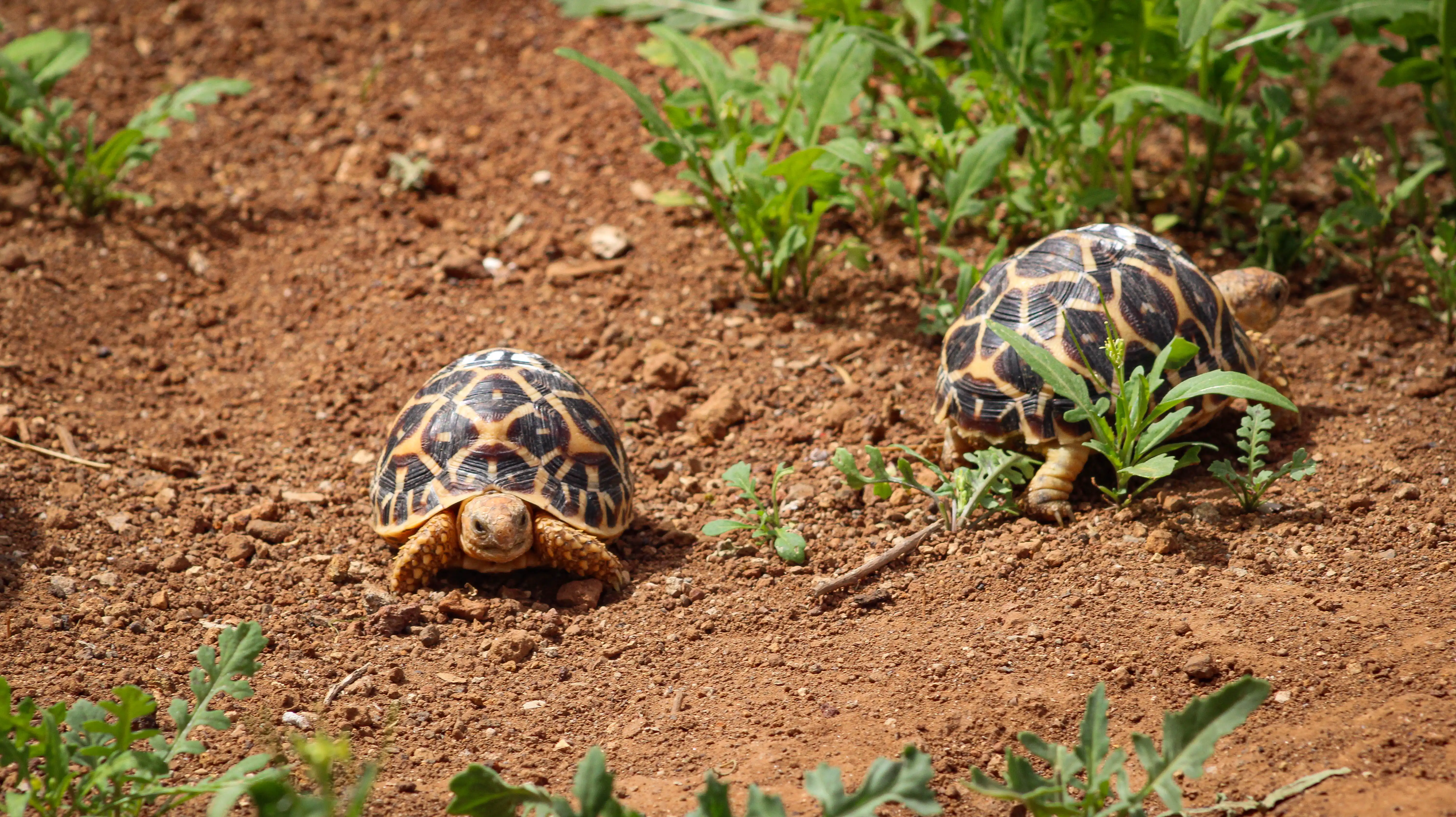animal-tortuga-estrellada-slide-2