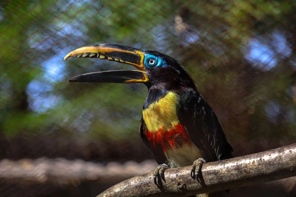 animal-arasari-castano-slide-3