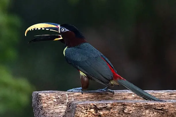 animal-arasari-castano-slide