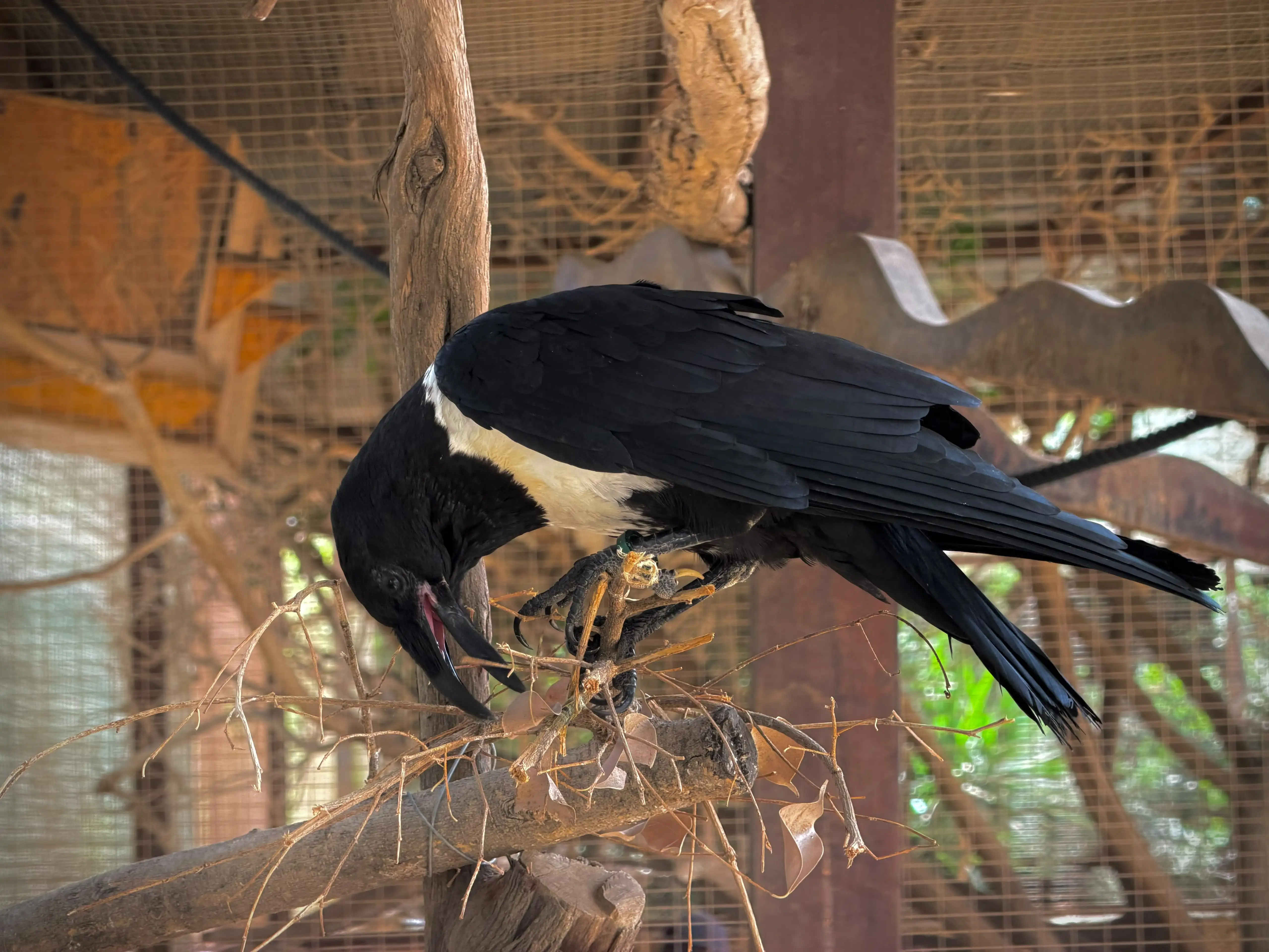 animal-corvus-slide-3