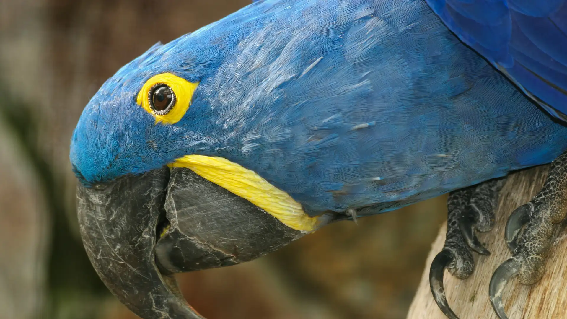 animal-anodorhynchus-slide-2
