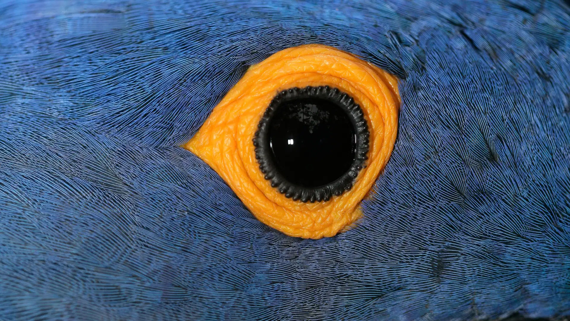 animal-anodorhynchus-slide-3