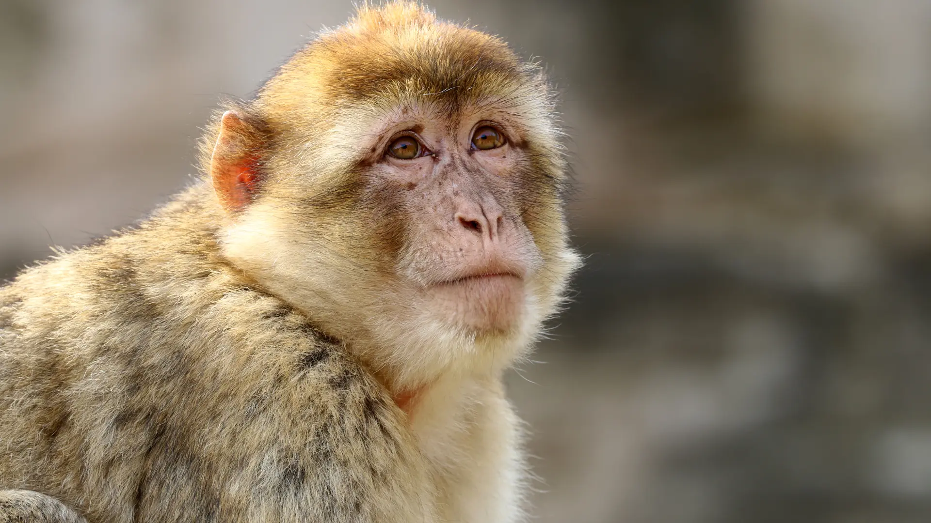 animal-macaca-sylvanus-slide-1