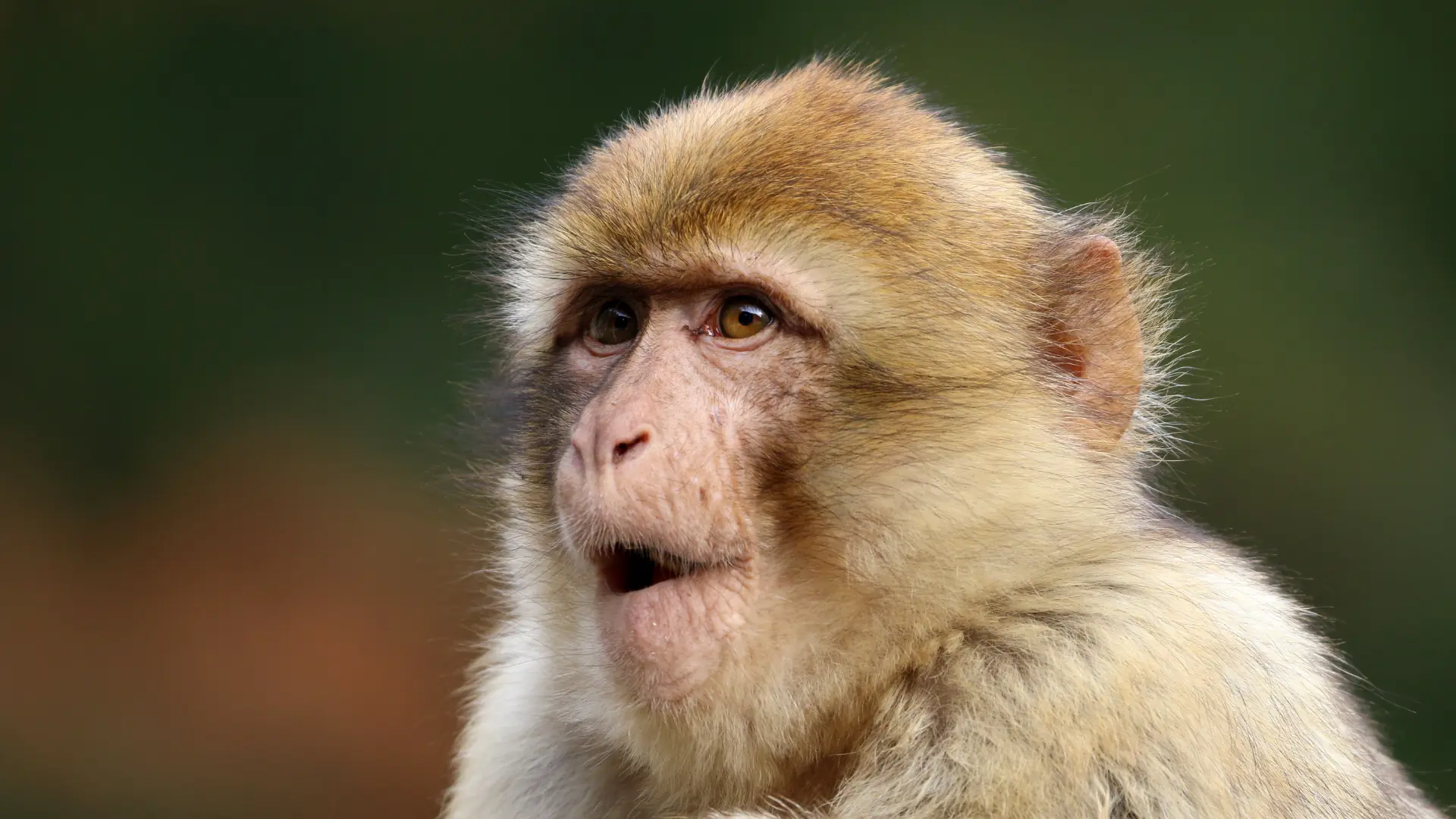 animal-macaca-sylvanus-slide-2